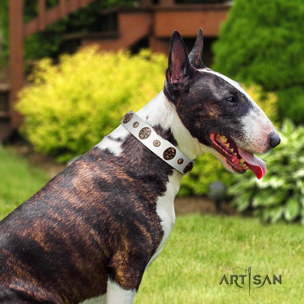 Bull Terrier extraordinary genuine leather dog collar with adornments
