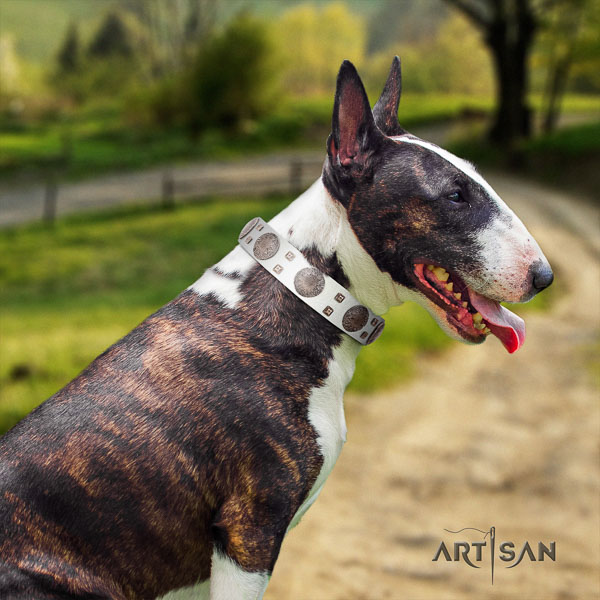 Bull Terrier comfy wearing dog collar of fashionable natural leather
