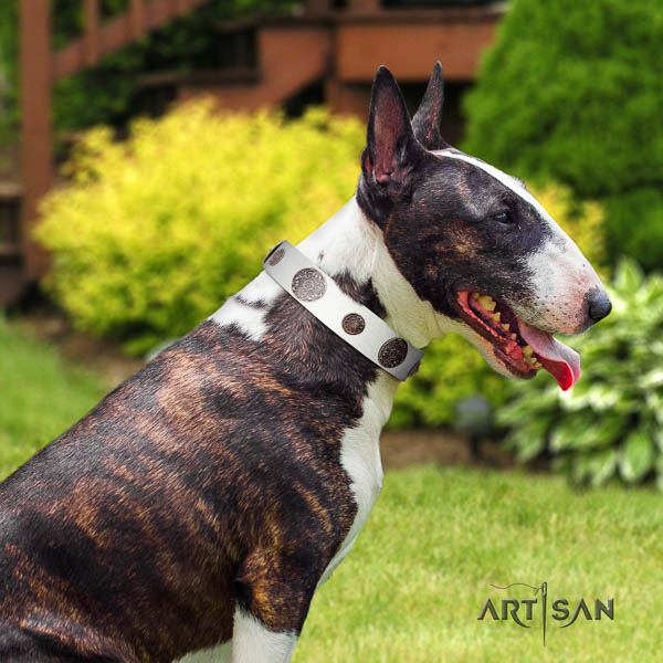 Bull Terrier comfortable wearing dog collar of exquisite quality natural leather