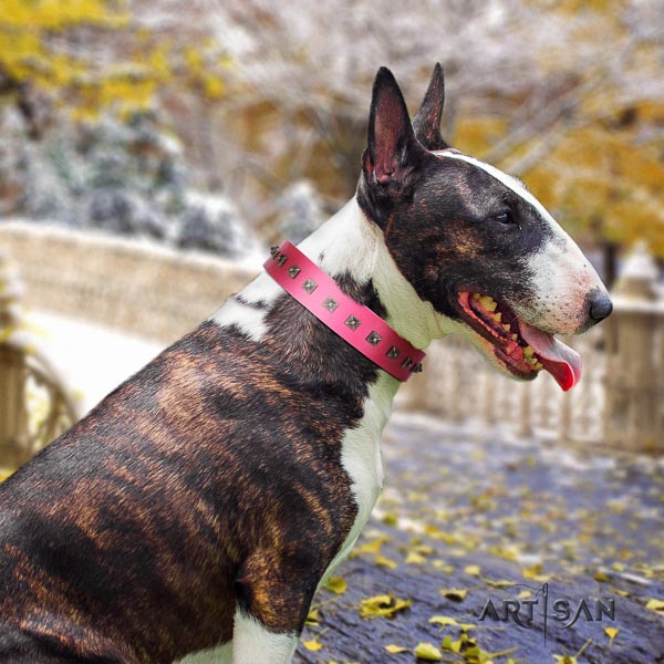 Bull Terrier comfortable wearing dog collar of exceptional quality leather