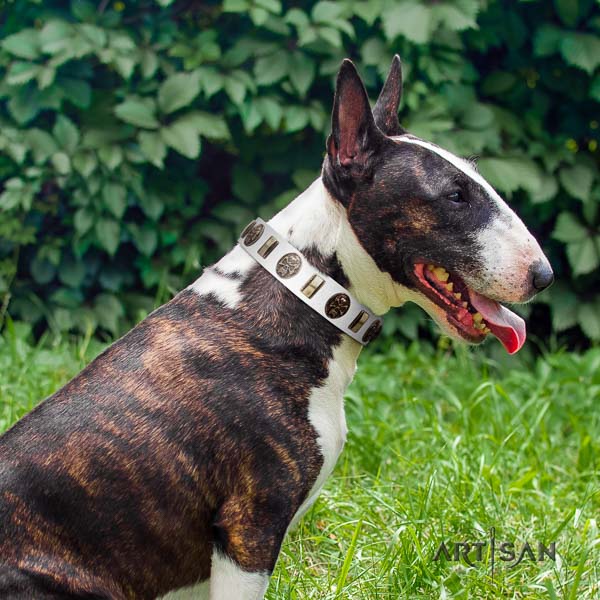 Bull Terrier amazing full grain natural leather dog collar with decorations