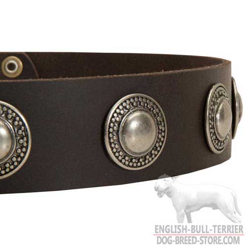 Stylish Nickel Conchos on Fashion Leather Dog Collar