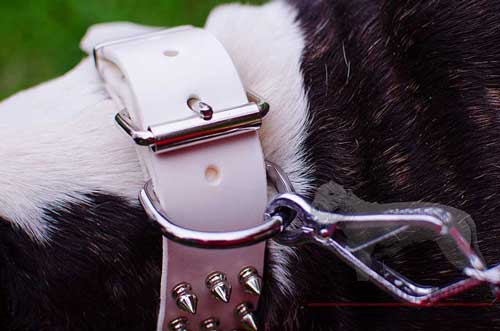Nickel Buckle and D-Ring of White Leather Dog Collar