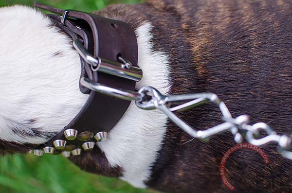 English Bullterrier Collar with Nickel Plated Hardware
