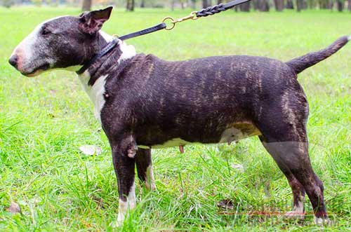 Training Leather Dog Choke Collar for English Bull Terrier 