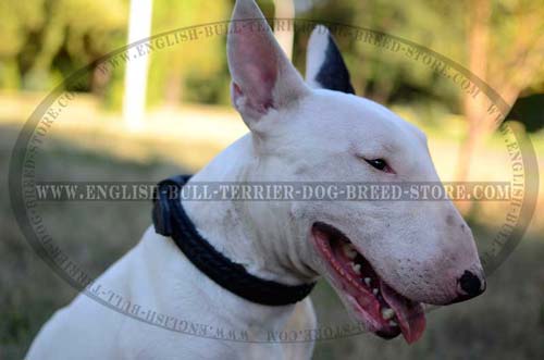 Superb Braided Design Leather Dog Collar for Bull Terrier