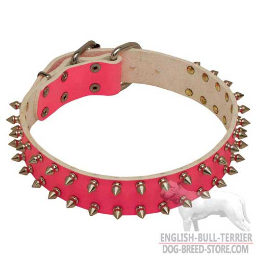 Leather English Bull Terrier Collar with Nickel Plated Spikes