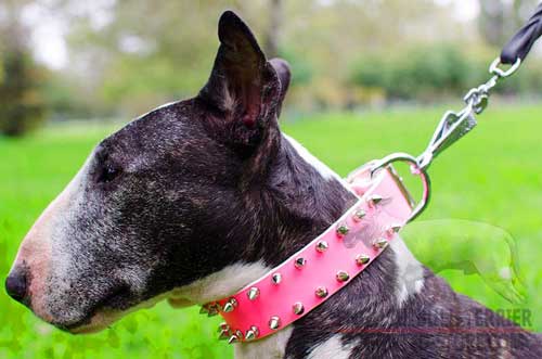Fancy Pink Leather Bull Terrier Collar of Spiked Design