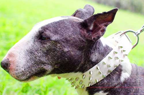 Spiked White Leather Dog Collar for English Bull Terrier