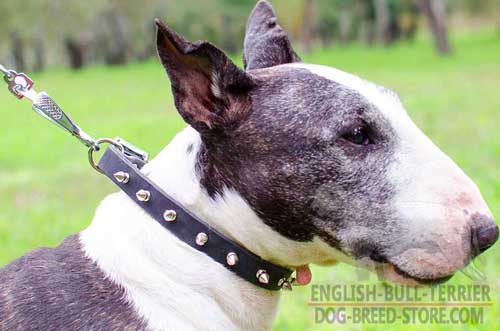Designer Thin Leather Dog Collar for English Bull Terrier