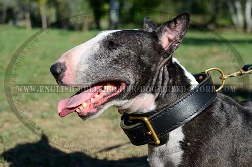 Leather Dog Collar for Bull Terrier Everyday Walking and Training