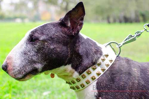 Stylish Studded White Leather English Bull Terrier Collar