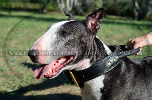 Leather Dog Collar With Handle for English Bull Terrier Training