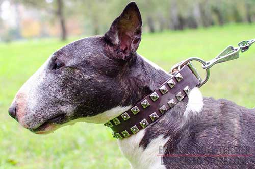 Adjustable Leather English Bull Terrier Collar with Pyramids