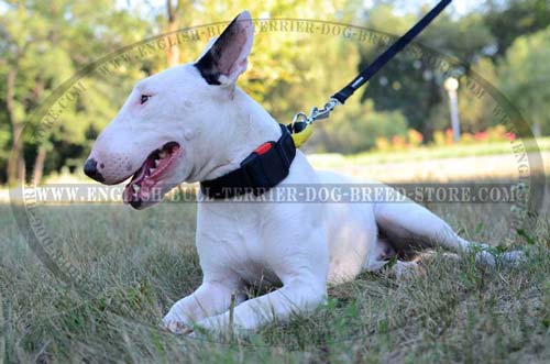 All Weather Nylon Bull Terrier Collar with Quick Release Buckle