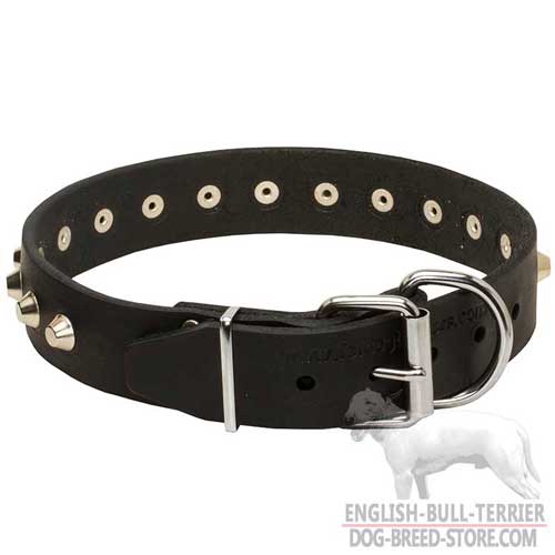 Leather Collar for Bull Terriers, chrome-plated hardware