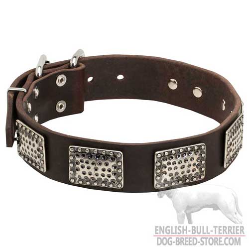 Bull Terrier Dog Collar adorned with plates