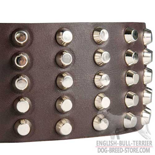 Bull Terrier Collar with Nickel Plated Studs