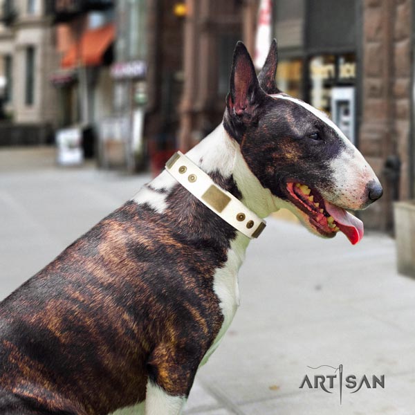 English Bull Terrier unusual full grain genuine leather collar with corrosion proof buckle