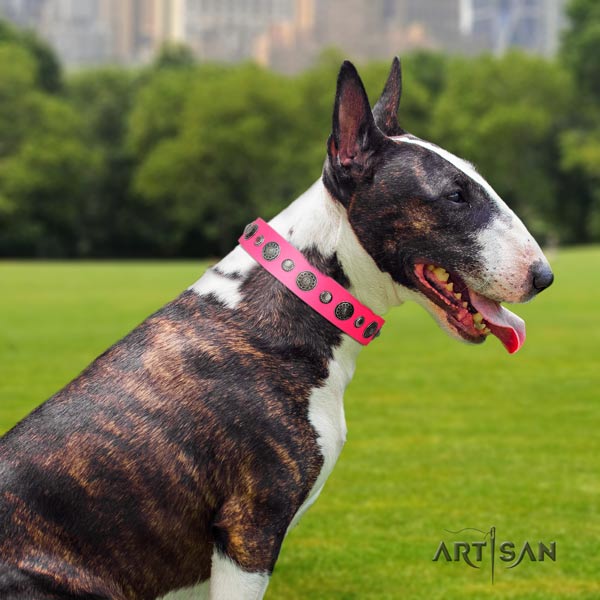 English Bull Terrier perfect fit full grain natural leather collar with corrosion resistant buckle