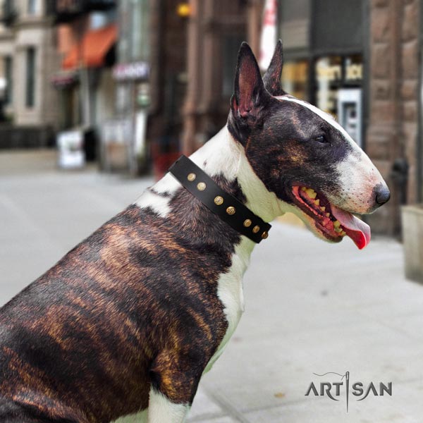 English Bull Terrier stylish full grain natural leather collar with corrosion resistant d-ring