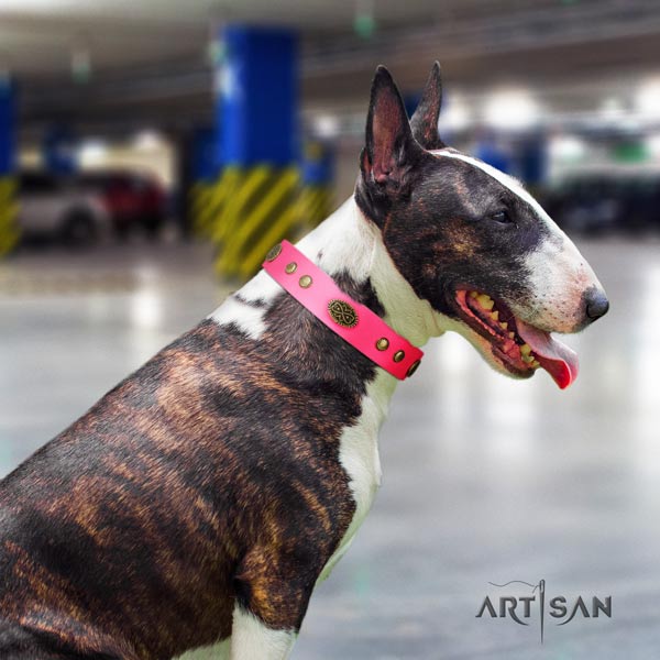 English Bull Terrier extraordinary genuine leather collar with rust-proof traditional buckle