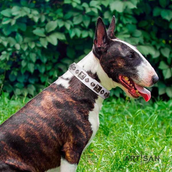 English Bull Terrier studded leather collar with corrosion proof d-ring