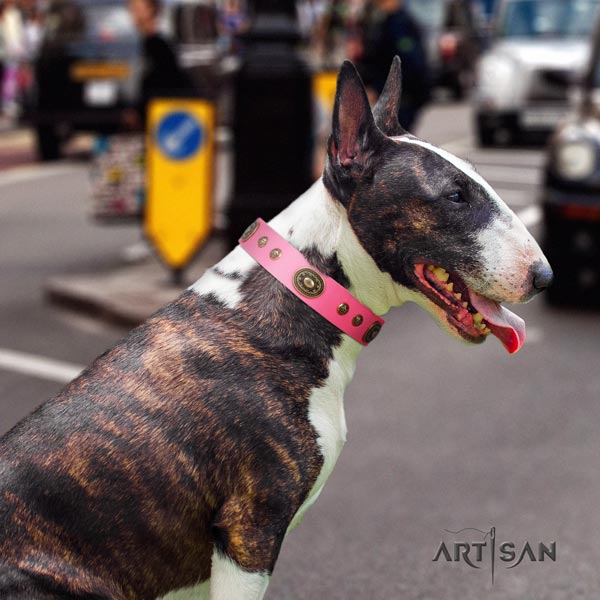 English Bull Terrier fashionable natural leather collar with rust resistant traditional buckle
