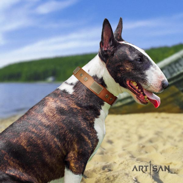 English Bull Terrier extraordinary natural leather collar with rust resistant fittings