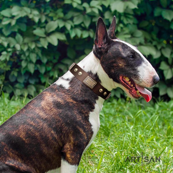 English Bull Terrier remarkable natural leather collar with rust-proof buckle