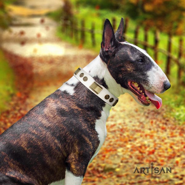 English Bull Terrier designer natural leather collar with rust resistant buckle