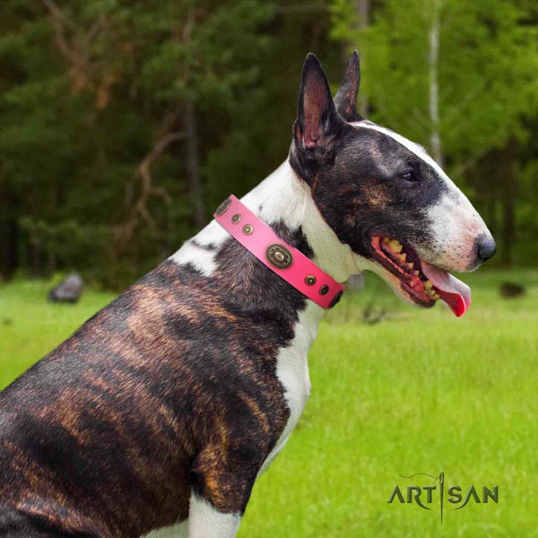 English Bull Terrier stylish full grain genuine leather collar with rust-proof hardware