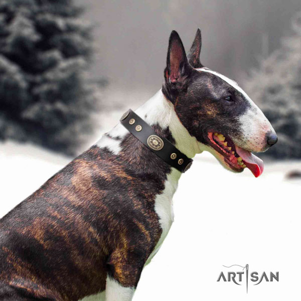 English Bull Terrier adorned full grain genuine leather collar with rust resistant fittings