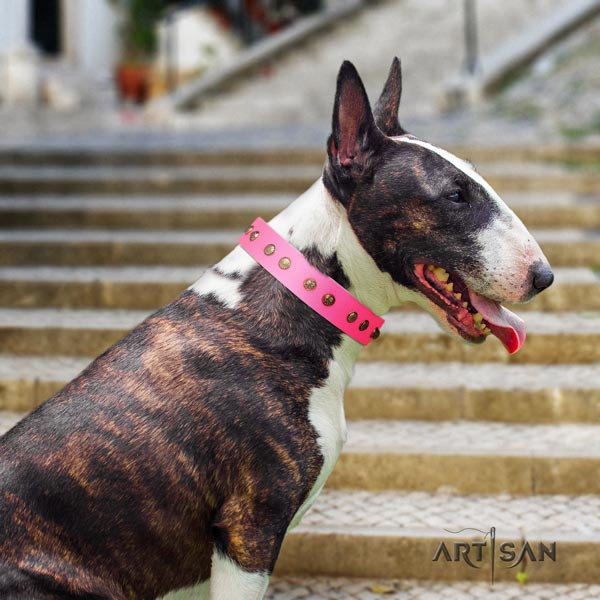 English Bull Terrier studded genuine leather collar with corrosion proof fittings