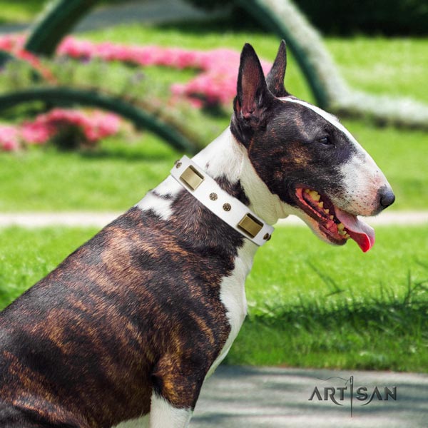 English Bull Terrier convenient full grain natural leather collar with rust resistant traditional buckle