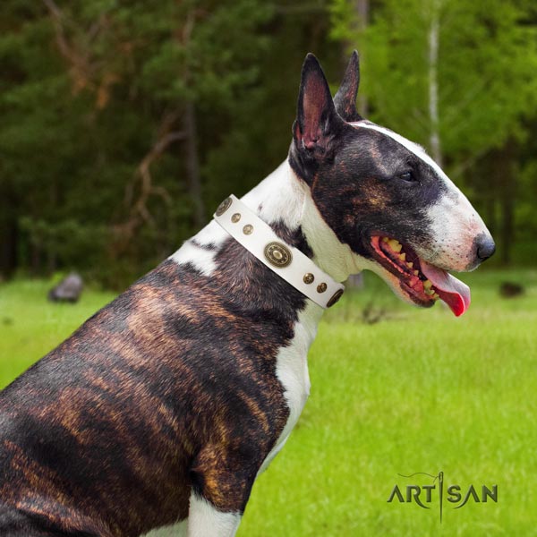 English Bull Terrier awesome natural leather collar with corrosion proof fittings