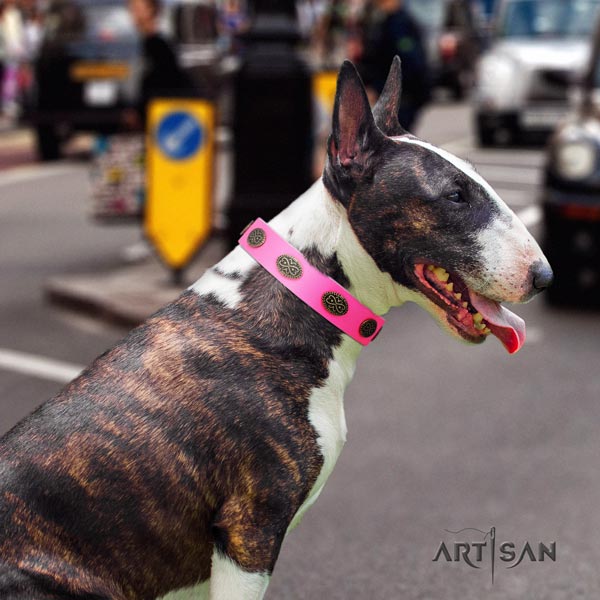 English Bull Terrier fine quality full grain genuine leather collar with corrosion resistant hardware