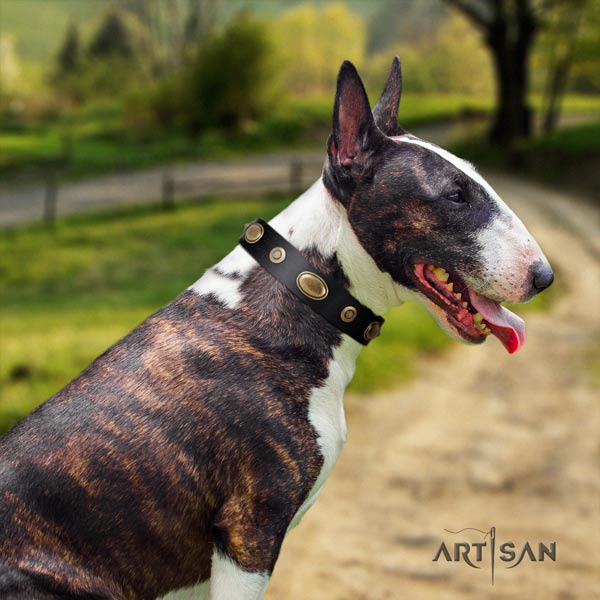 English Bull Terrier adjustable natural leather collar with rust-proof fittings