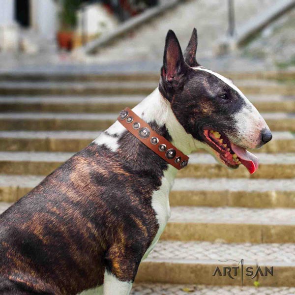 English Bull Terrier impressive genuine leather collar with rust-proof buckle