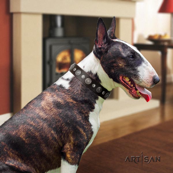English Bull Terrier studded full grain natural leather collar with rust-proof fittings