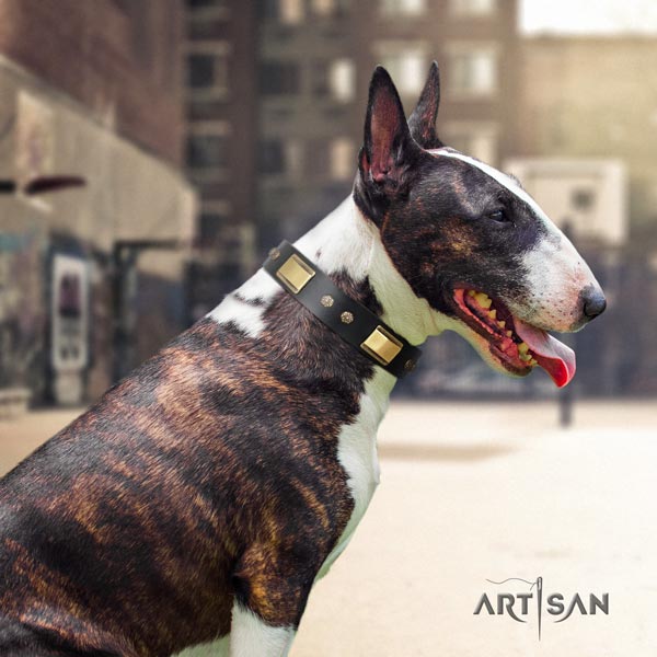 English Bull Terrier extraordinary leather collar with rust resistant buckle