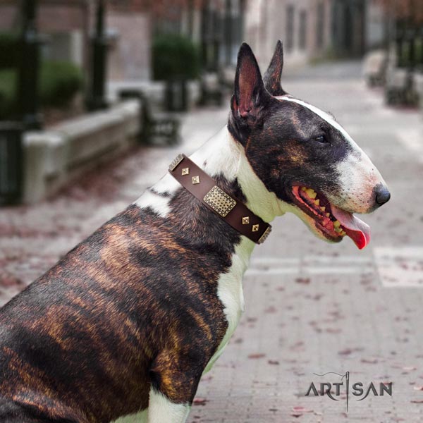 English Bull Terrier unique leather collar with rust-proof traditional buckle