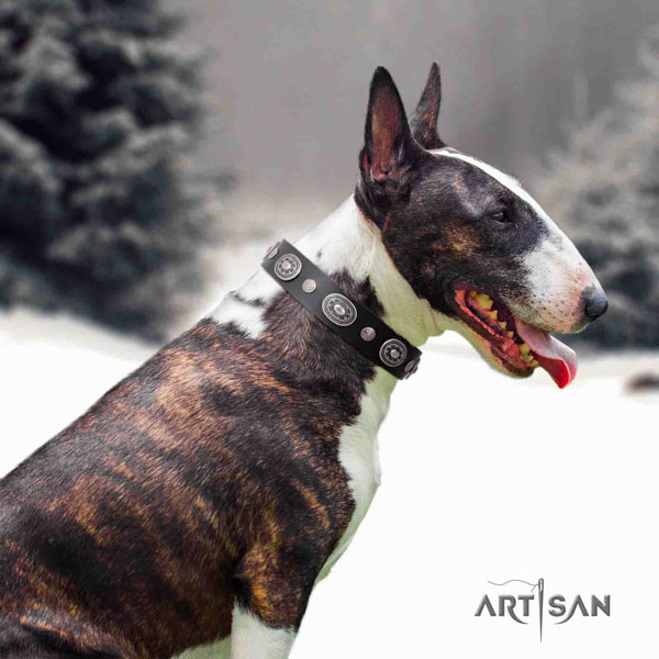 English Bull Terrier designer full grain genuine leather collar with rust resistant buckle