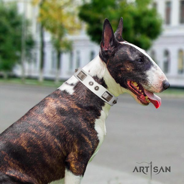 English Bull Terrier top notch full grain genuine leather collar with rust resistant hardware