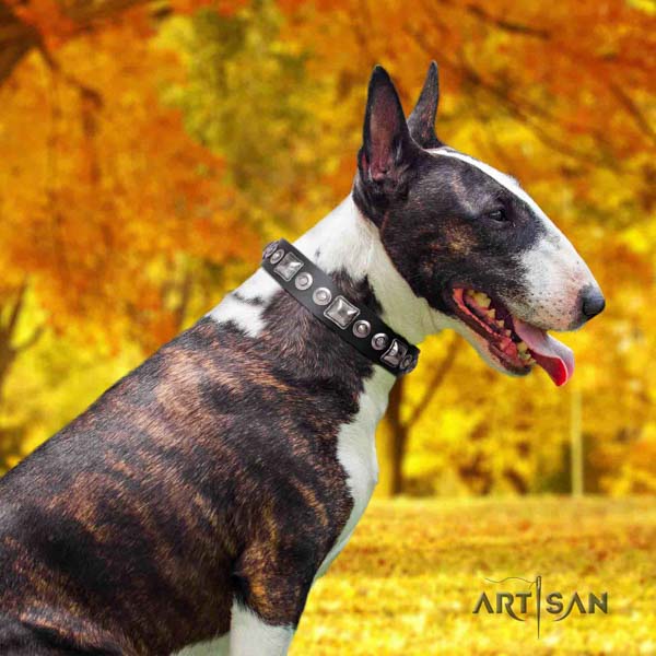 English Bull Terrier stunning full grain natural leather collar with rust-proof d-ring