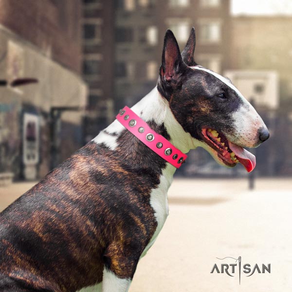 English Bull Terrier decorated full grain natural leather collar with corrosion proof d-ring