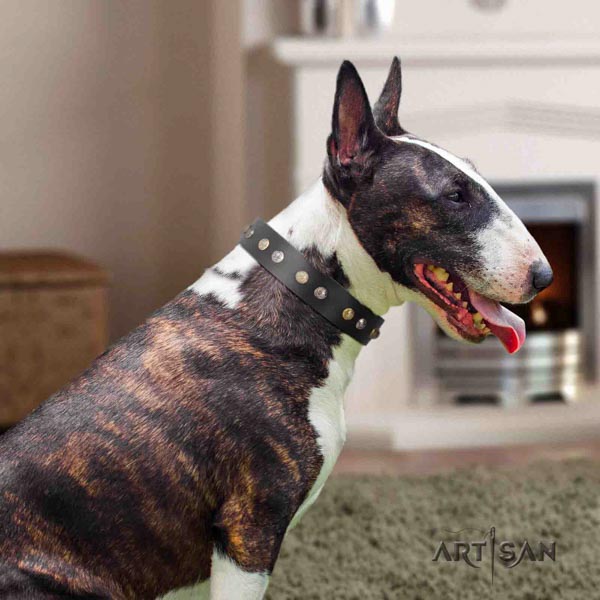 English Bull Terrier extraordinary full grain natural leather collar with corrosion proof traditional buckle