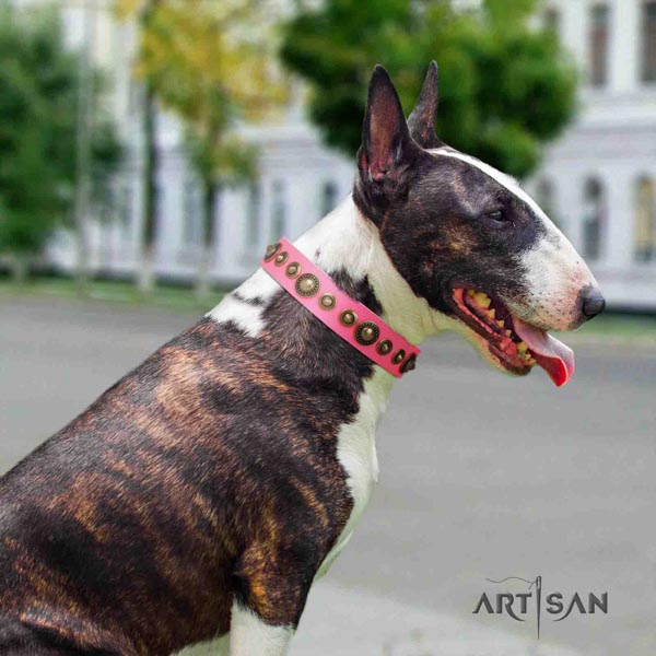 English Bull Terrier amazing natural leather collar with rust resistant buckle