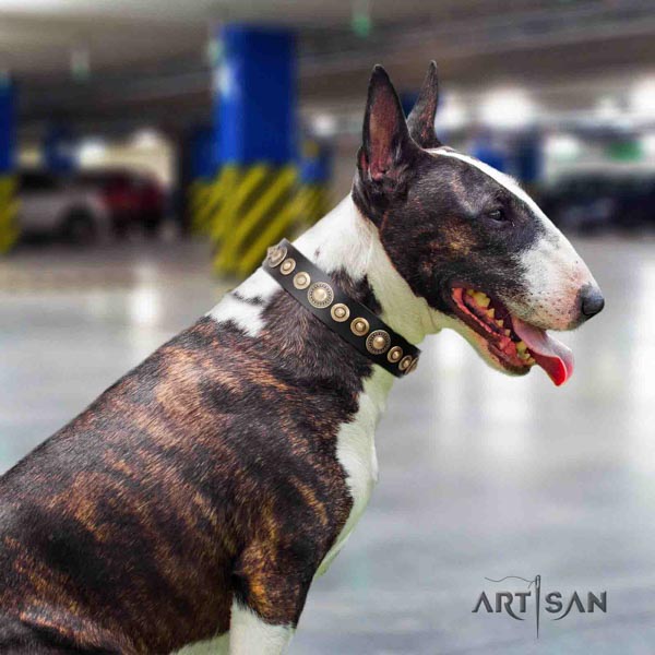 English Bull Terrier easy to adjust leather collar with corrosion proof d-ring