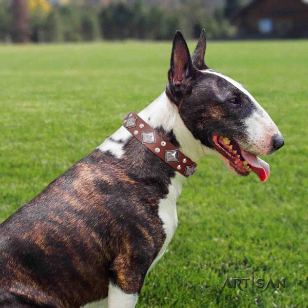 English Bull Terrier top notch full grain leather collar with rust-proof fittings